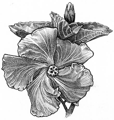 hibiscus1.png