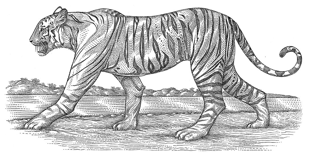 tiger121.jpg